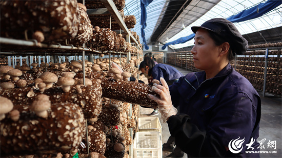Seven Rivers Biotechnology: Remodelando la industria del hongo Shiitake con fábricas inteligentes, liderando la transformación digital de la agricultura 02.jpg