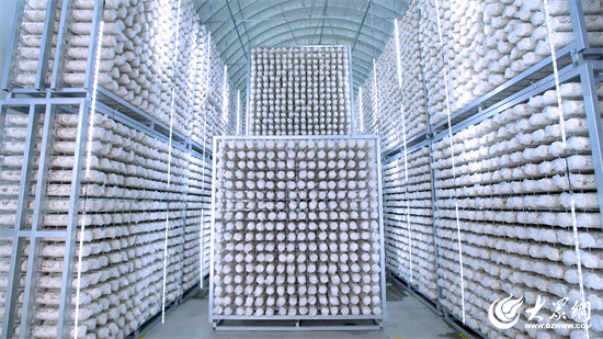 Seven Rivers Biotechnology: Remodelando la industria del hongo Shiitake con fábricas inteligentes, liderando la transformación digital de la agricultura 04.jpg